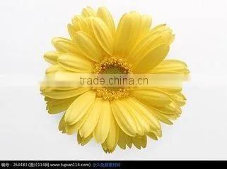 Preserved Flowers Fresh Cut Flowers Gerber Flower
