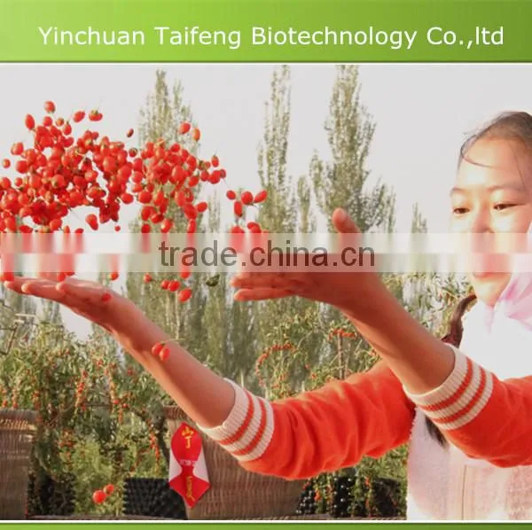 Dried Goji Fruit photo-2