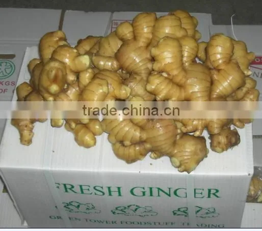 Brand New New Chinese Fresh Ginger With Great Price