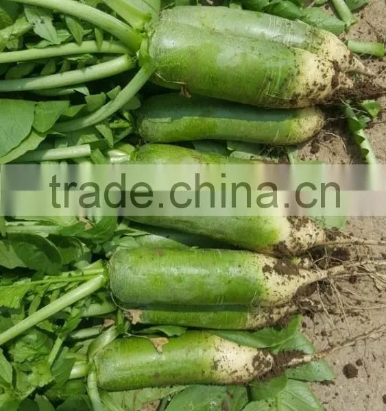 Green Radish photo-2