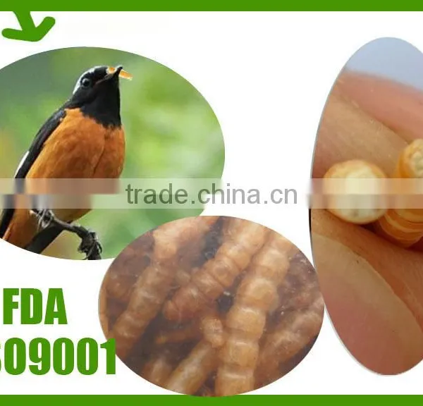 Freeze Dried Mealworms/Freeze Dried Tenebrio Molitors for Pets photo-6