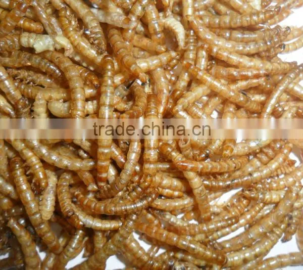 Wholesale Pet Food / Poultry Feed Mealworm photo-4