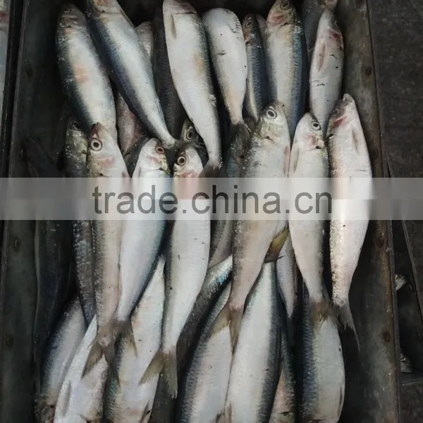 FROZEN WHOLE ROUND SARDINE SEAFOOD FOR SALE photo-3