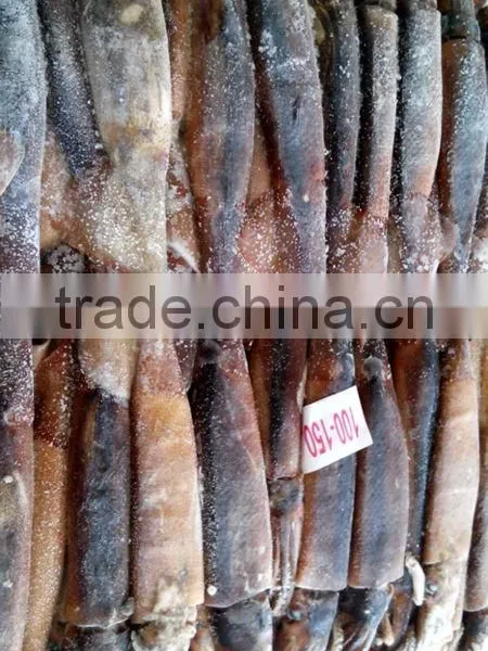 Frozen WR Illex Argentina Squid photo-2
