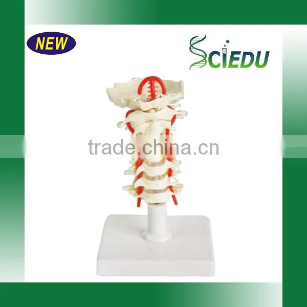 Medical Science Subject and Skeleton Model Type Spine Model photo-4
