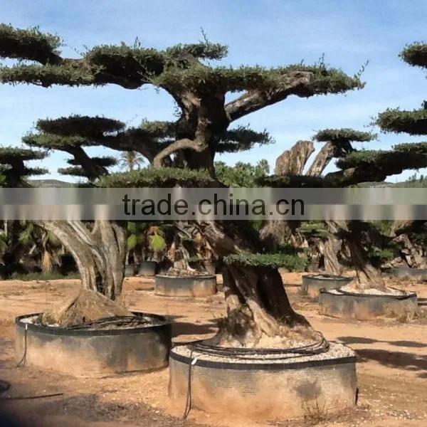 Centenary Olive Tree photo-6