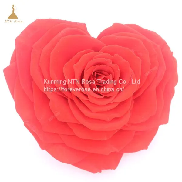 10cm Big Heart-Shape Preserved Rainbow Rose Flower photo-2