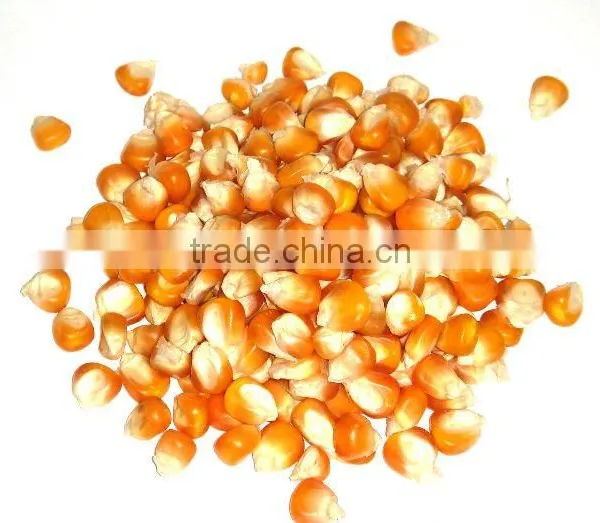 Yellow Corn