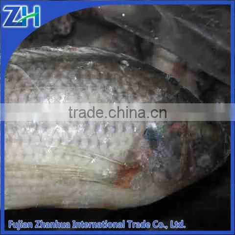 Wholesale Gutted Scaled Whole Tilapia