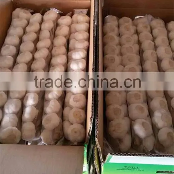 Fresh Pure White Garlic 5.0cm Packed In Carton photo-2