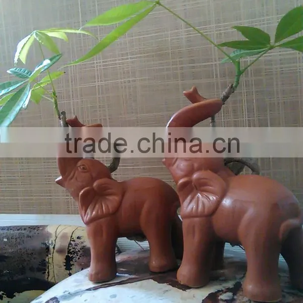 Elephant Pachira Ornamental Plants photo-3