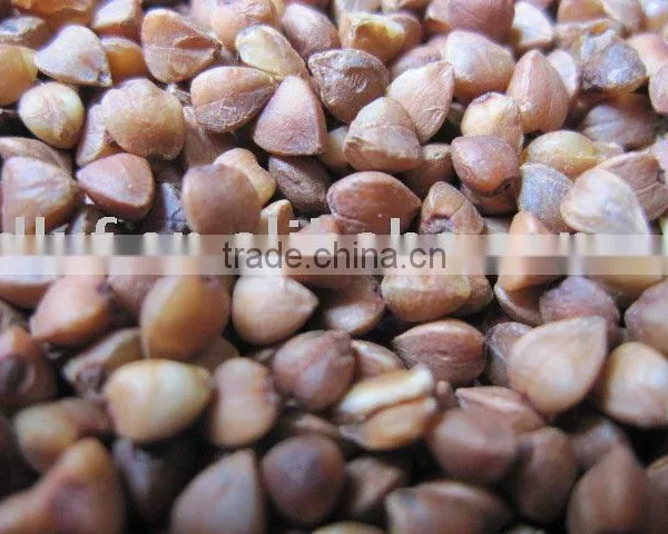 Chinese Buckwheat Kernel ,husks photo-4