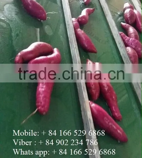 Export Fresh Sweet Potato, Good Price/ HKVIMEX photo-2