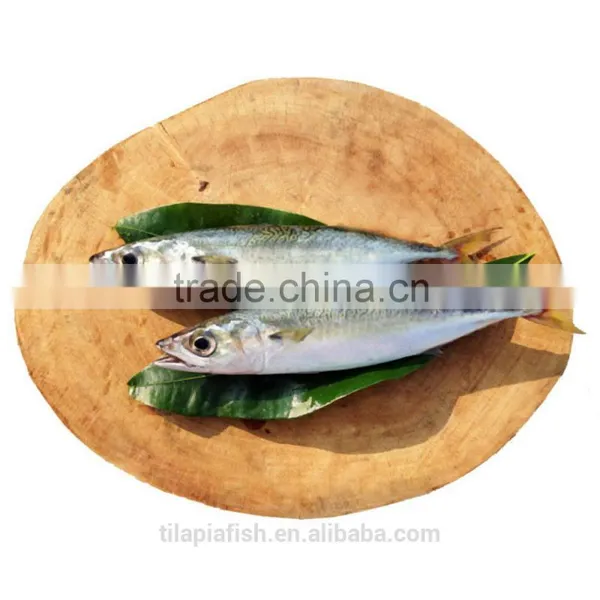 Frozen Whole Round Atlantic Mackerel (scomber Scombrus)