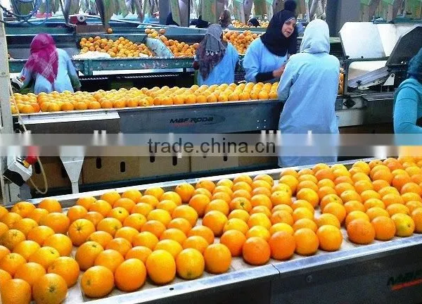 Fresh Navel Orange High Quality photo-4