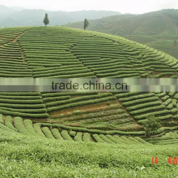 Instant Freeze-dried Oolong Tea Powder Tea Bases photo-2