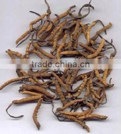 Natural Cordyceps Sinensis