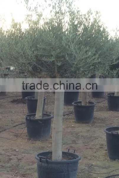 Olive Tree Young Skin Trunk - Olea Europaea "Andalucia"