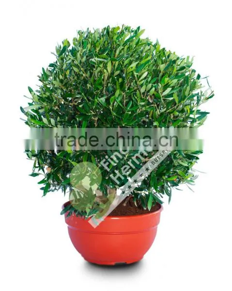 Olive Tree - Olea Europaea "Ball" in a Deco Pot photo-3