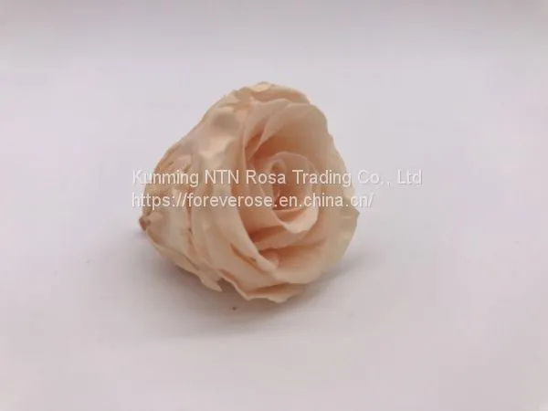 Preserved Rose Flowers for Wedding Decoration Flower Arrangement photo-3