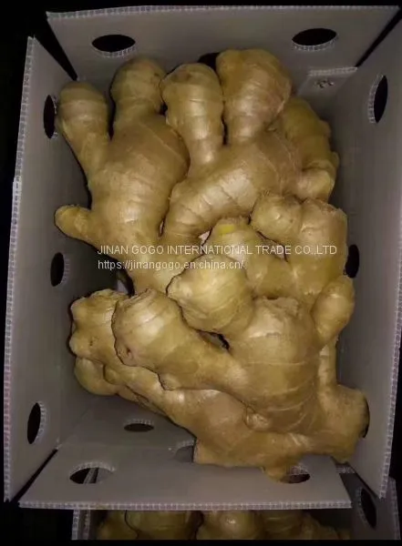 Fresh Carrot