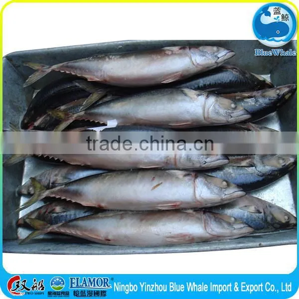 Frozen Pacific Mackerel 300g photo-4