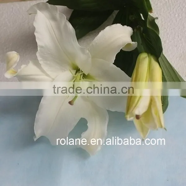 Cheap Whole Sale Lily For Cut Flower For Banquets photo-2