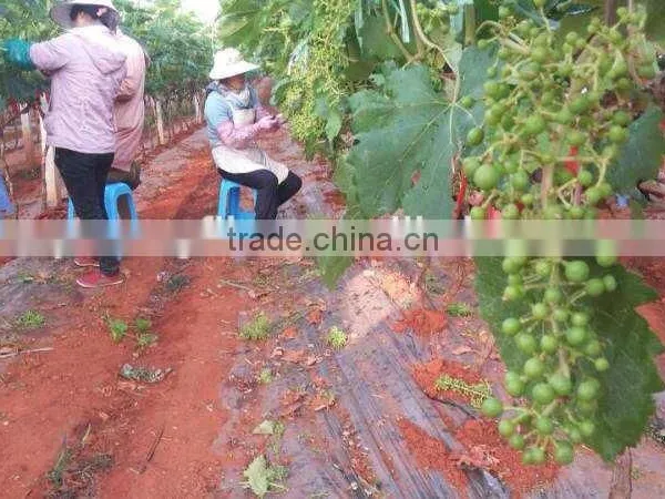 Bulk Grapes photo-3