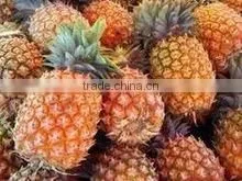 PINEAPPLES FRUIT photo-3
