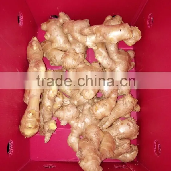 AIR DRY GINGER With 13kg Pvc Boxes photo-4
