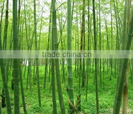 2016New Crop High Purity Moso Bamboo Seeds For Planting photo-5
