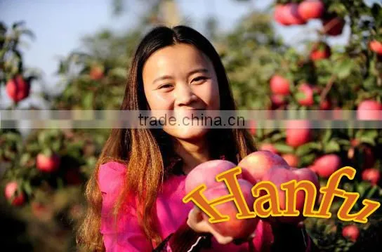 Fresh Fruit From China High Quality and Good Price Red Big Sweet Crisp Hanfu Fresh Apple photo-2
