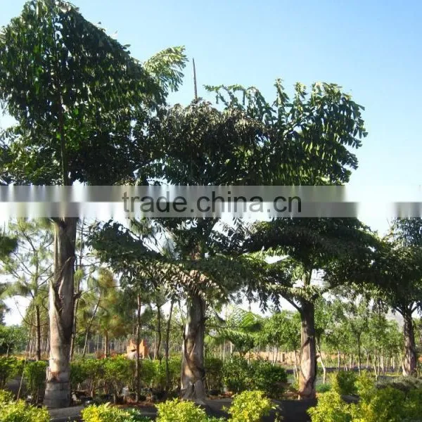 Wholesale Outdoor Decrotive Landscaping Ornamental Palm Caryota Urens L photo-6