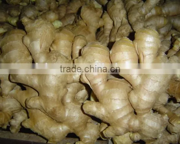Fresh Ginger Needed photo-4