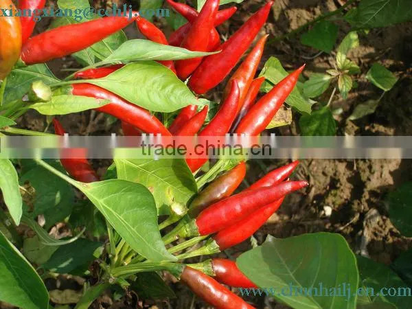 Chinese Pungency Dry Red Chili Threaded photo-2