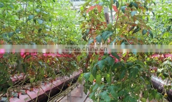 Commercial Greenhouse photo-5