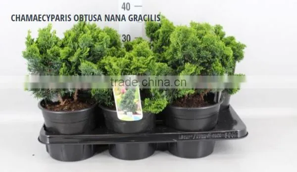 CHAMAECYPARIS OBTUSA NANA GRACILIS