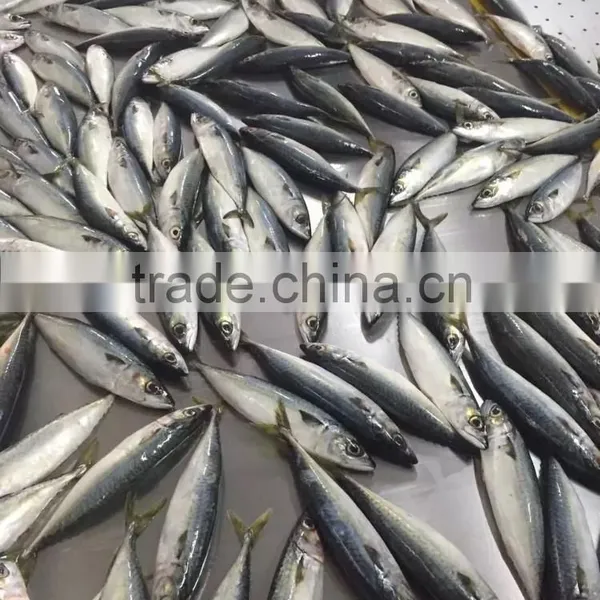 Canned Mackerel Manufacturers photo-3