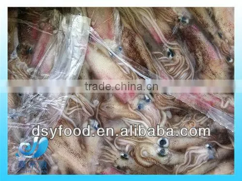 Frozen Whole Califorian Squid photo-4