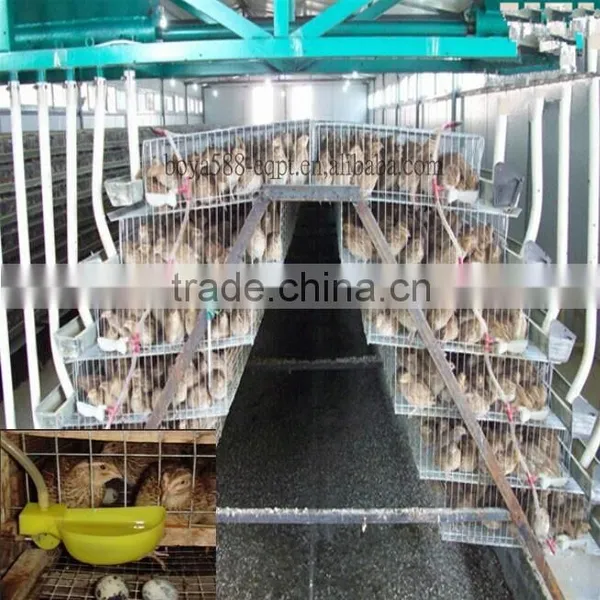 Automatic Quail Layer Cage Systems With Auto Drinker and Feeder photo-3
