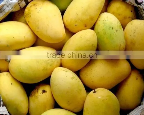 Fresh Chunsa Mango photo-2
