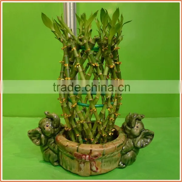 Pineapple Shape Cage Shape Lucky Bamboo Air Bonsai Tree Dracaena Sanderiana Indoor Aquatic Plants Nursery Garden Decoration photo-3
