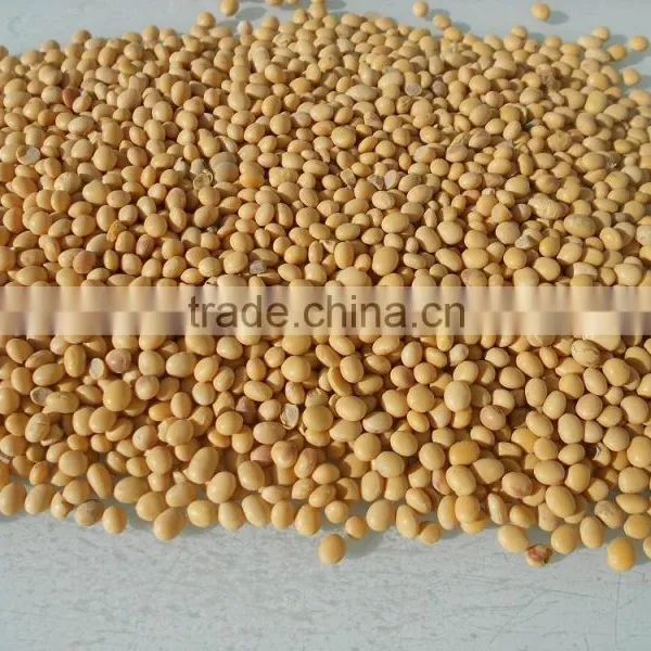 Soy, Soya Beans