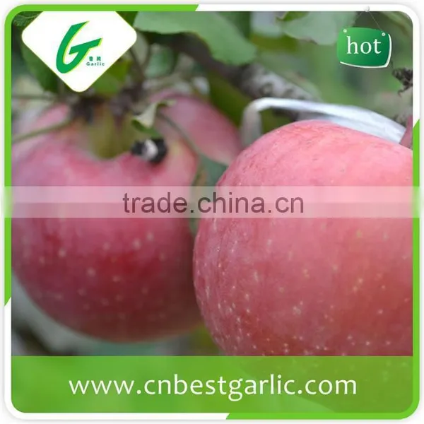 Big Fresh Fuji Apple With Best Price photo-6