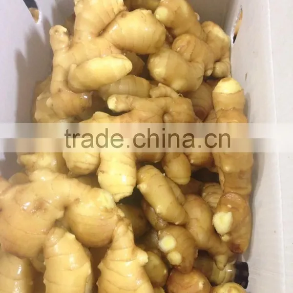Fresh Ginger With Pvc Carton of Semi-dry Ginger photo-4