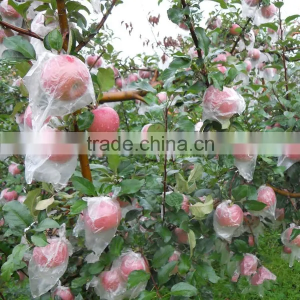 New Arrival Chinese Fresh Red Apple Red Qinguan Apple With Best Price photo-5