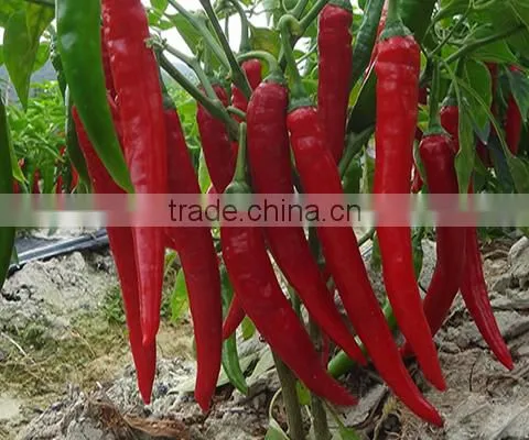 Hybrid F1 Green Red Chilli Pepper Seeds for Sale-Xiang La No.2 photo-2