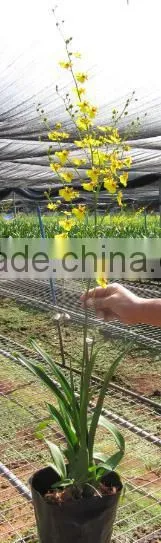 Oncidium Plant
