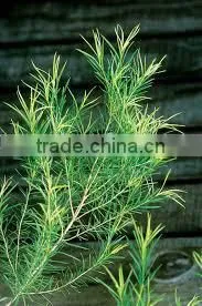 TEA TREE ESSENTIAL OIL BEST EXPORTER OF INDIA