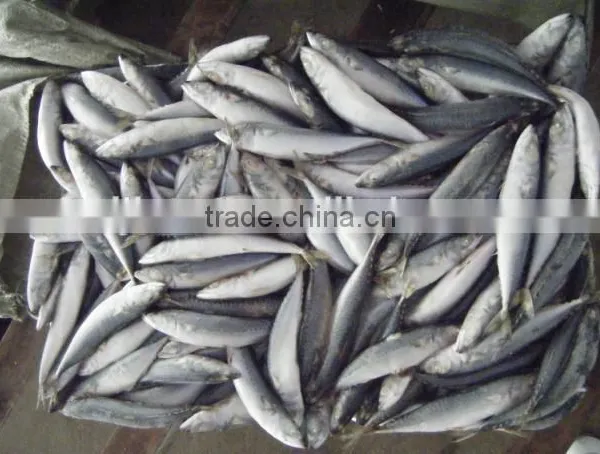 Anchovy Fish Meal for Sale photo-6